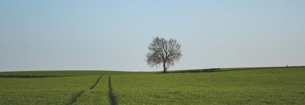 green grass field under blue sky